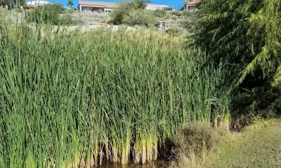 CATTAIL REMOVAL