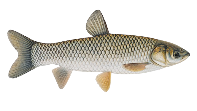 grass carp fish diagram